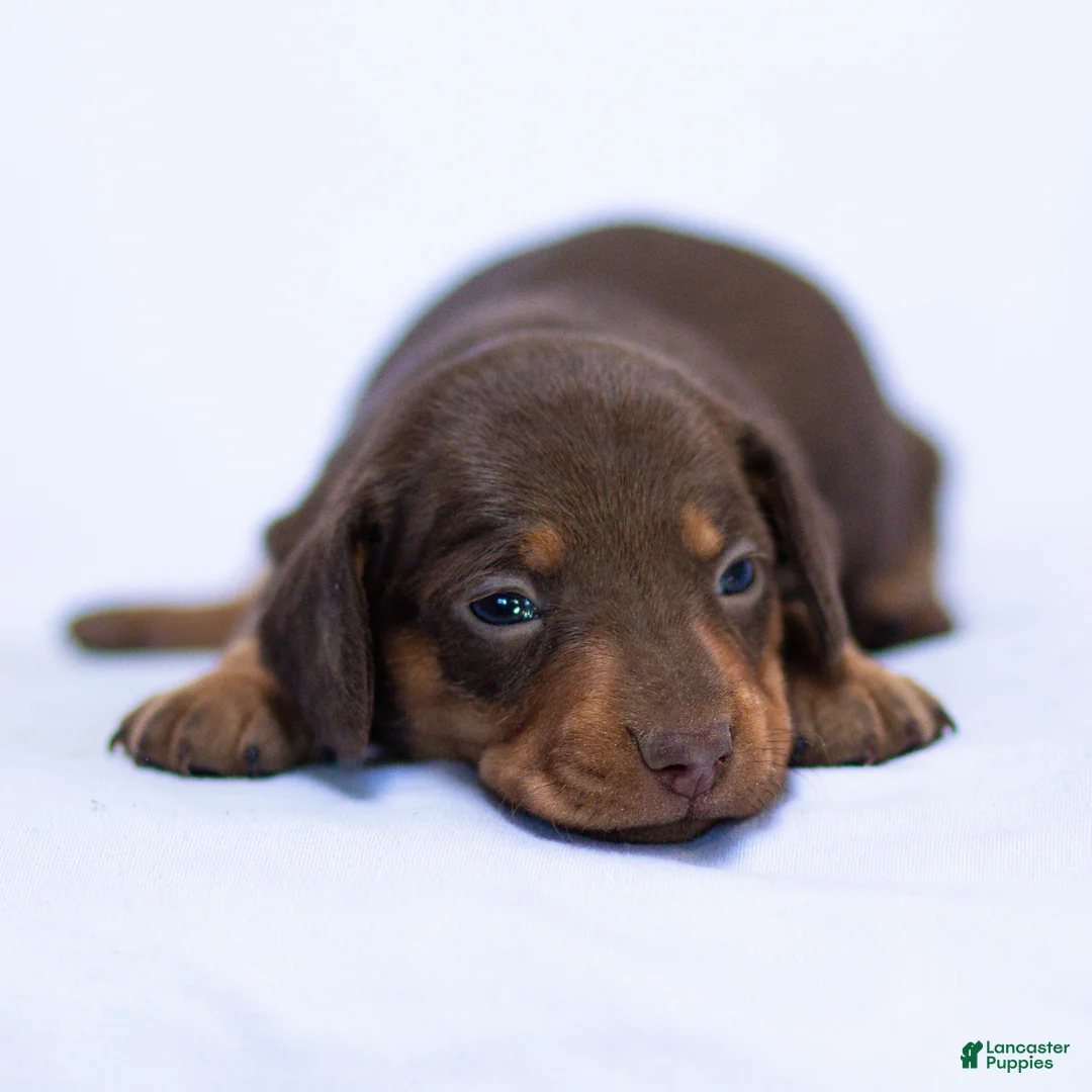 Miniature Dachshund dogs for sale: Mabel Miniature Dachshund Puppy  - Ad 2
