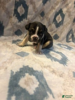 French Bulldog dogs Versace - Ad 13