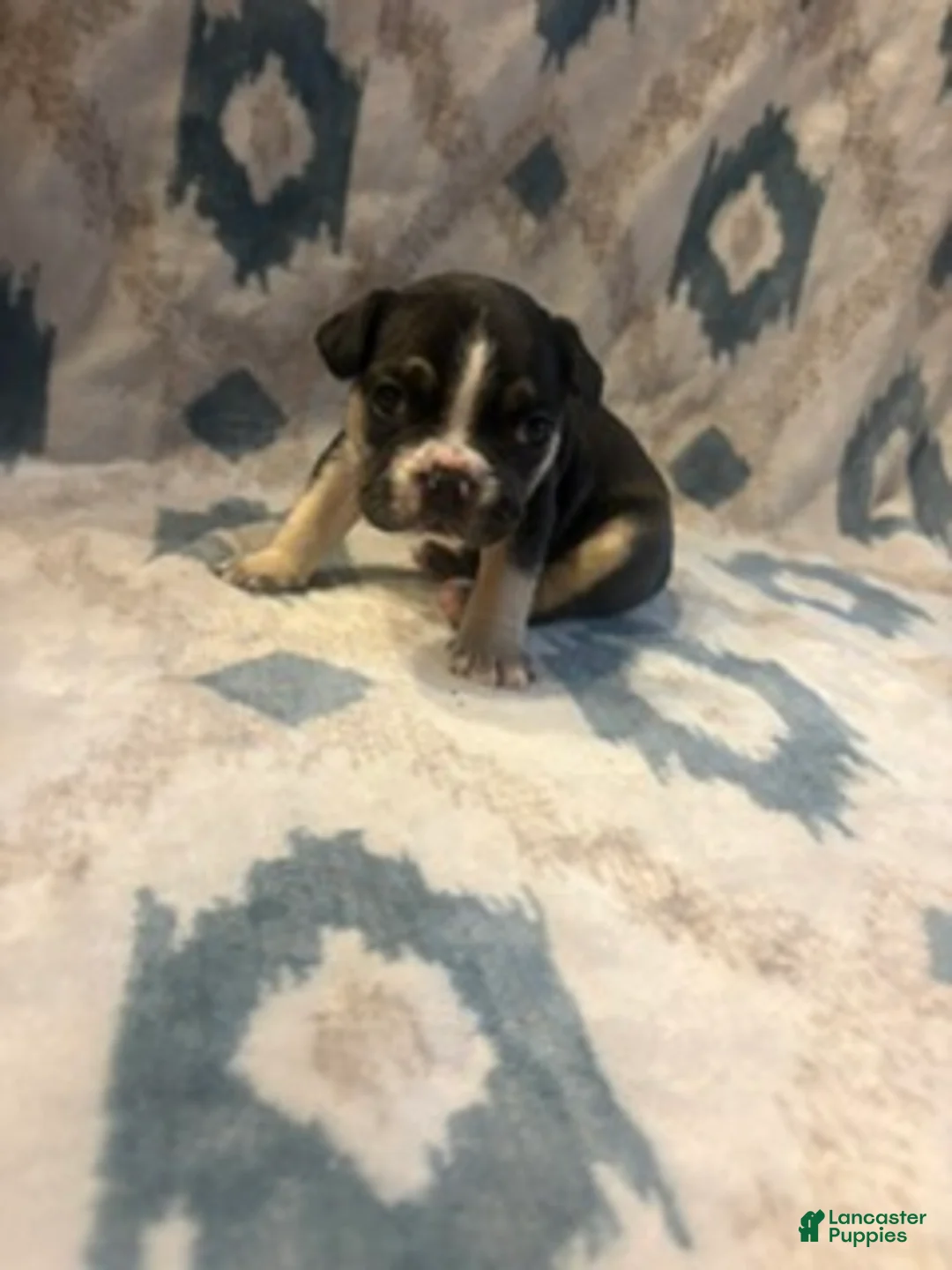 French Bulldog dogs for sale: Versace - Ad 1