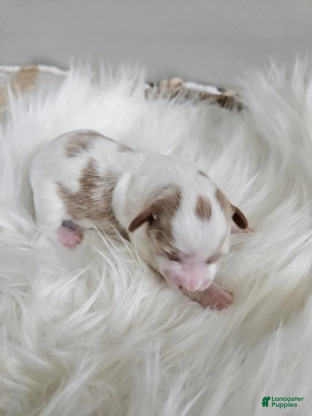 Cavapoo dogs for sale: Addie - Ad 8