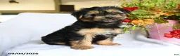 Morkie dogs for sale: Magnus - Ad 5