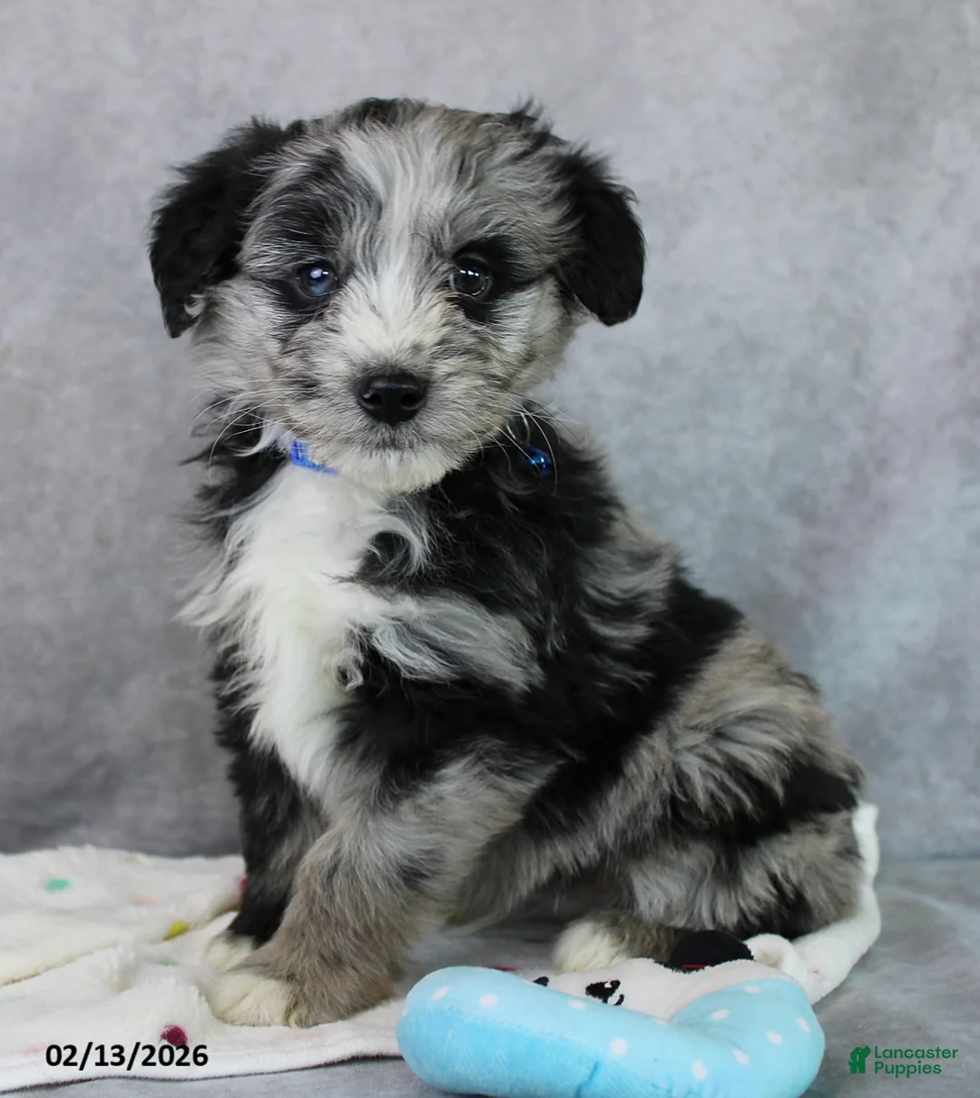 Mini Aussiedoodle dogs for sale: Bingo - Ad 1