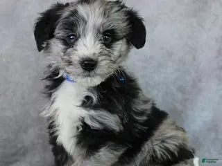 Mini Aussiedoodle dogs Bingo - Ad 16