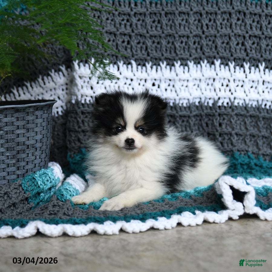 Pomeranian dogs Romeo - Ad 2