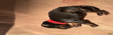 Doberman Pinscher Puppy 5