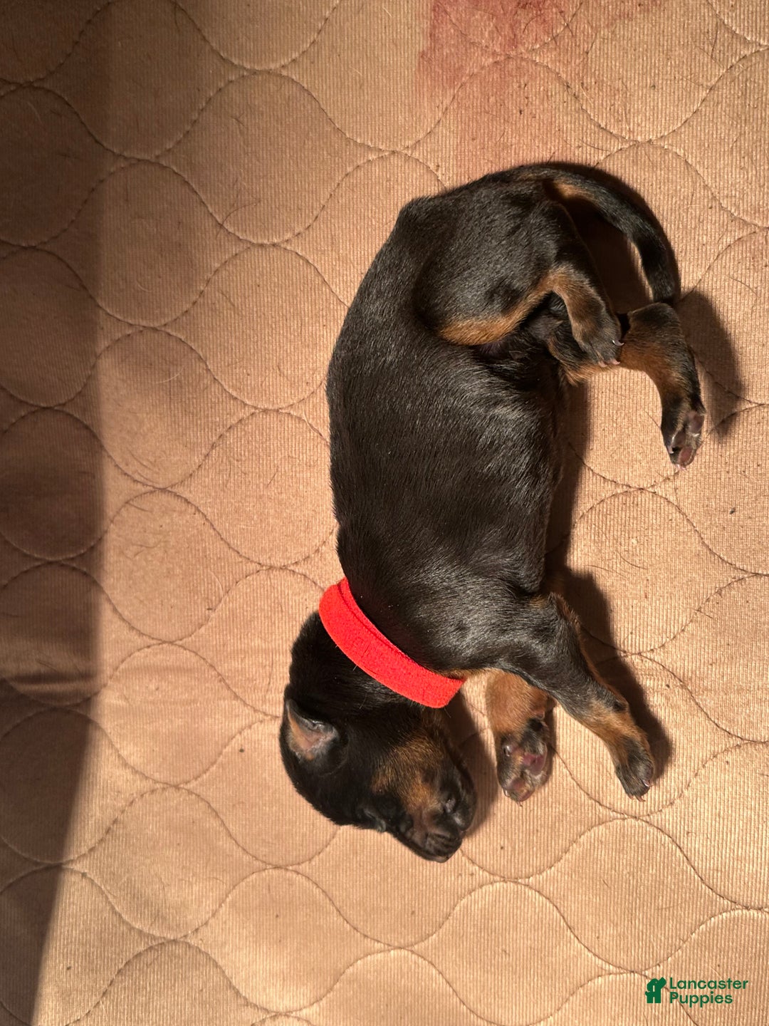 Doberman Pinscher dogs for sale: Doberman Pinscher Puppy 5 - Ad 1