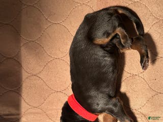 Doberman Pinscher dogs Doberman Pinscher Puppy 5 - Ad 39