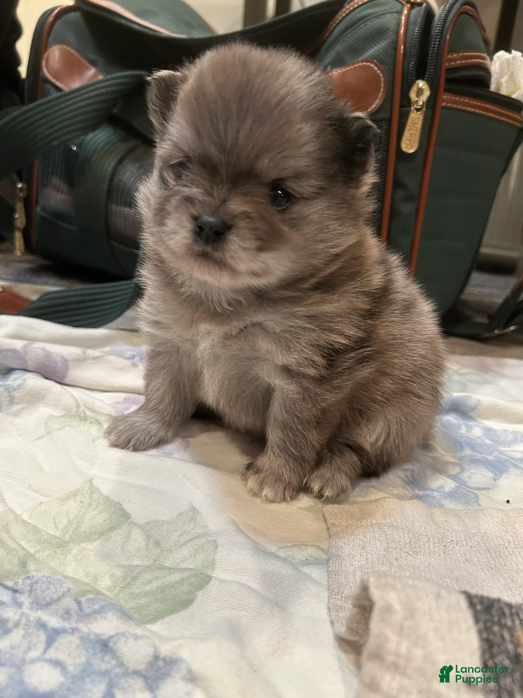 Pomeranian dogs for sale: Pomeranian Puppy 2 - Ad 2