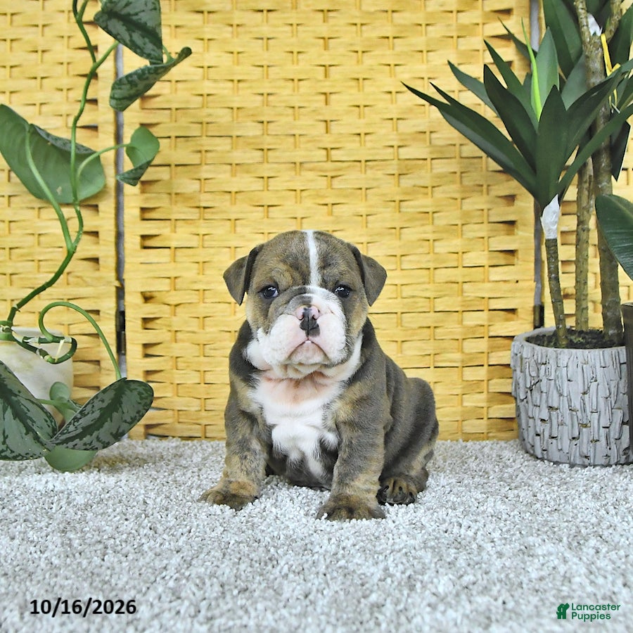 English Bulldog dogs for sale: Asher - Ad 1