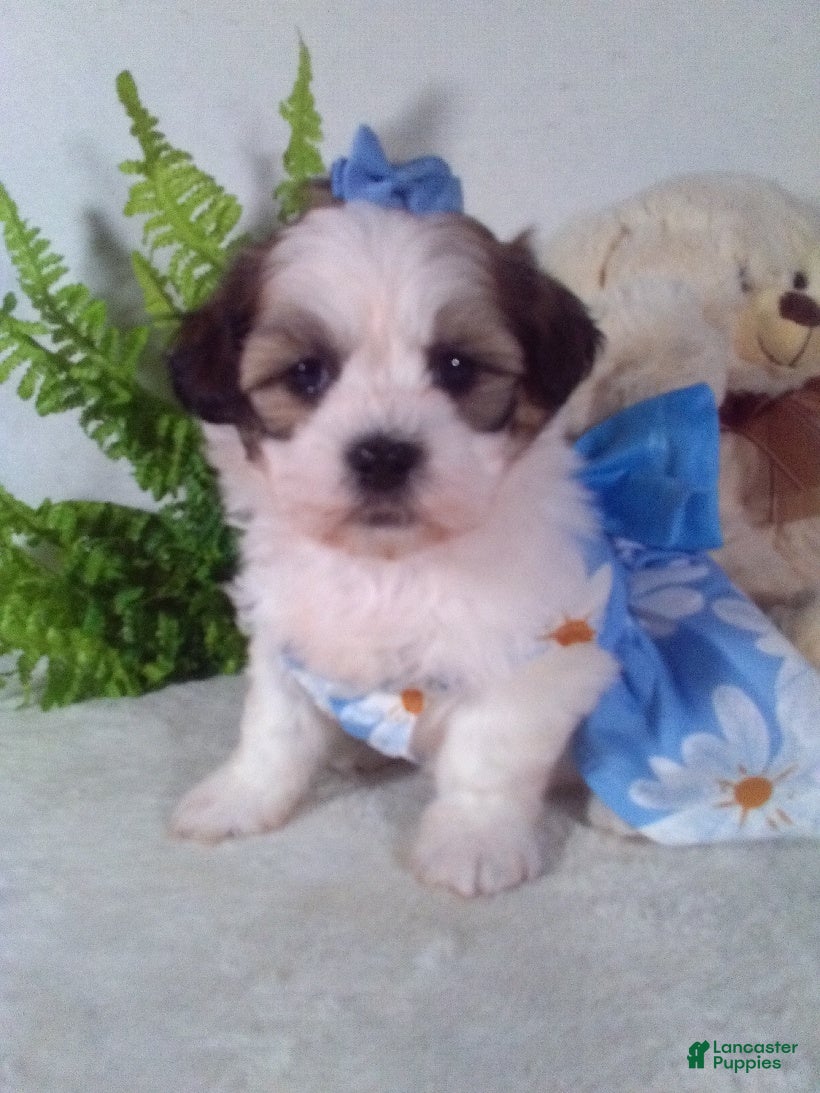 Teddy Bear dogs Candy - Ad 1