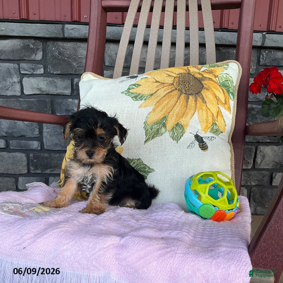 Yorkiepoo dogs Buttercup - Ad 1