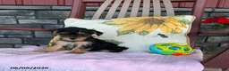 Yorkiepoo dogs for sale: Buttercup - Ad 1