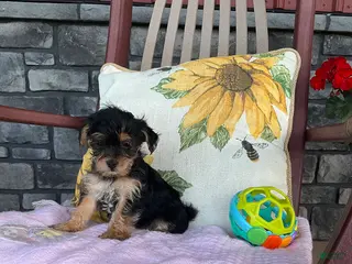 Yorkiepoo dogs for sale: Buttercup - Ad 2
