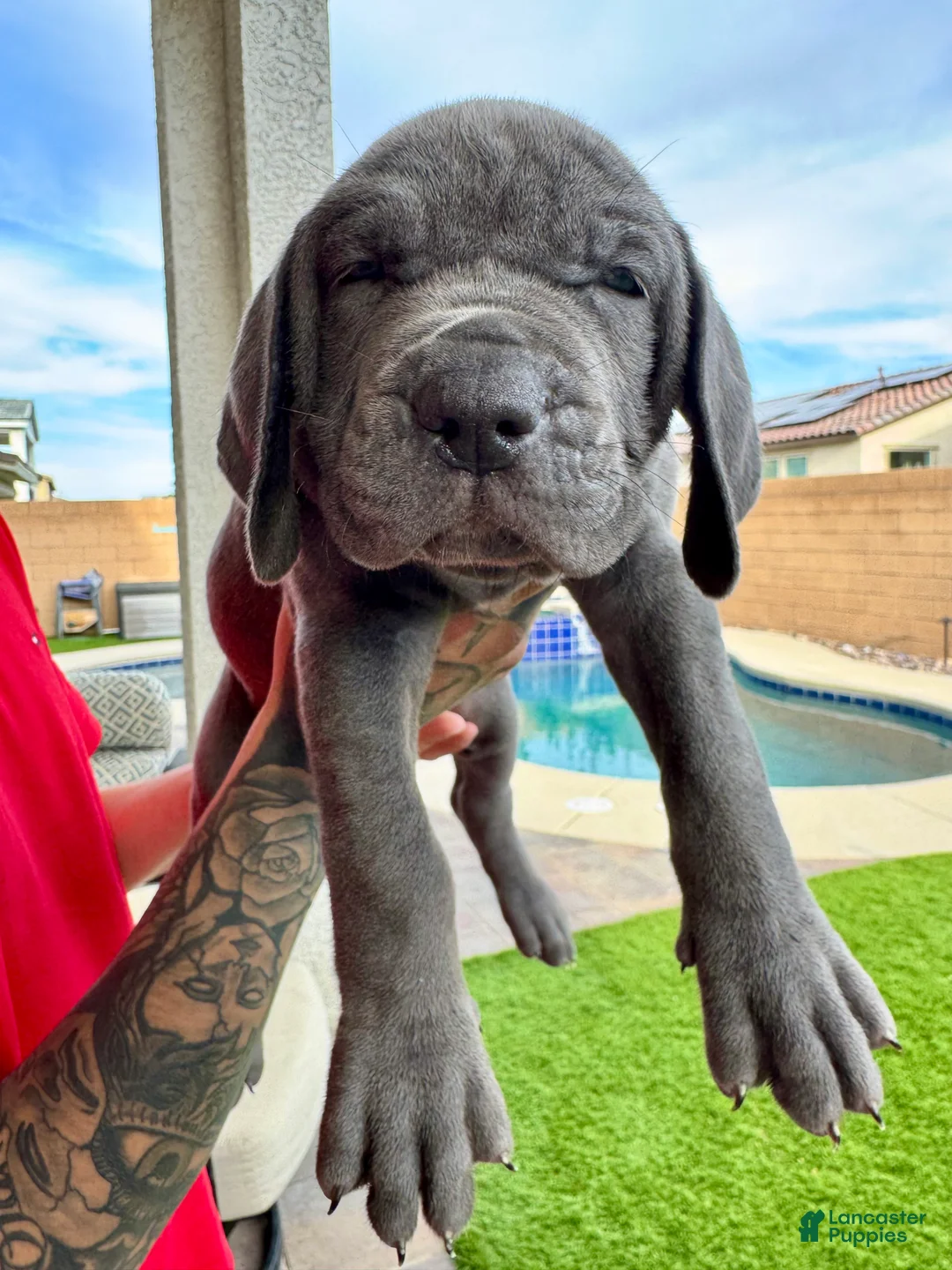 Mixed Breed dogs for sale: Mixed Breed Puppy 8 (yellow) - Ad 2