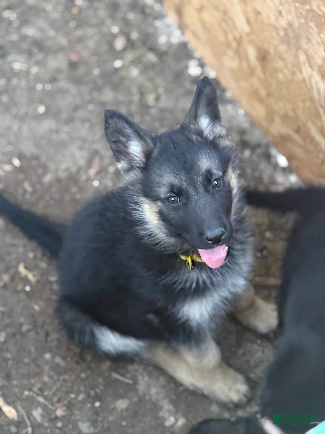 German Shepherd dogs for sale: Pink - Ad 1