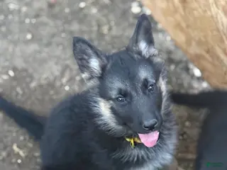 German Shepherd dogs Pink - Ad 16