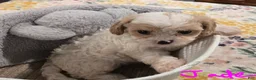 Cavapoo dogs for sale: Jade - Ad 3