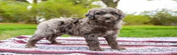 Aussiedoodle dogs for sale: Jax Standard - Ad 6