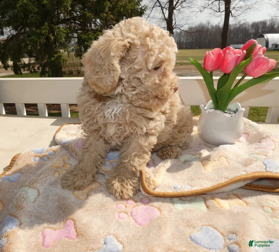 Toy Poodle dogs for sale: Toy Poodle Puppy 2 Sugar - Ad 2