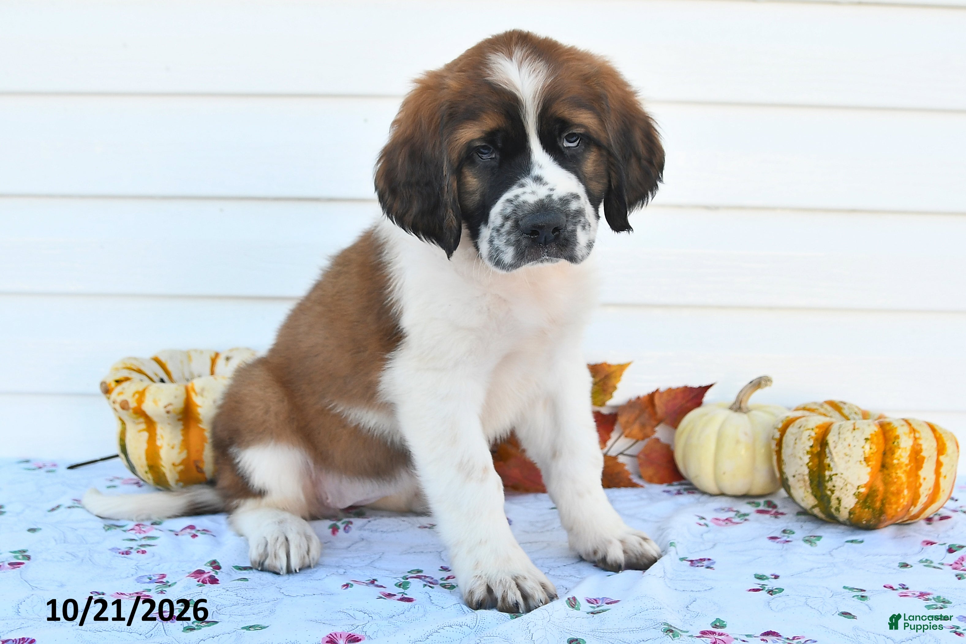 Saint Bernard dogs Duchess - Ad 2