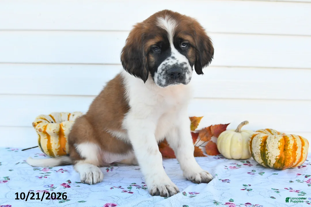 Saint Bernard dogs for sale: Duchess - Ad 2