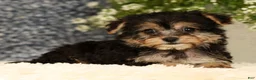 Yochon dogs for sale: Violet - Ad 5