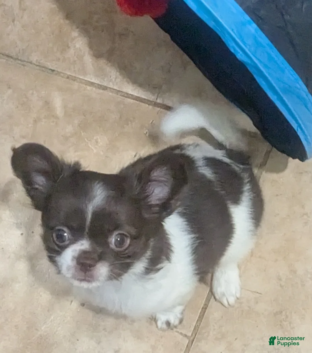 Chihuahua dogs for sale: Full AKC Green Eyed Faith   - Ad 3