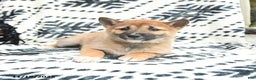 Shiba Inu dogs for sale: Nellie - Ad 3