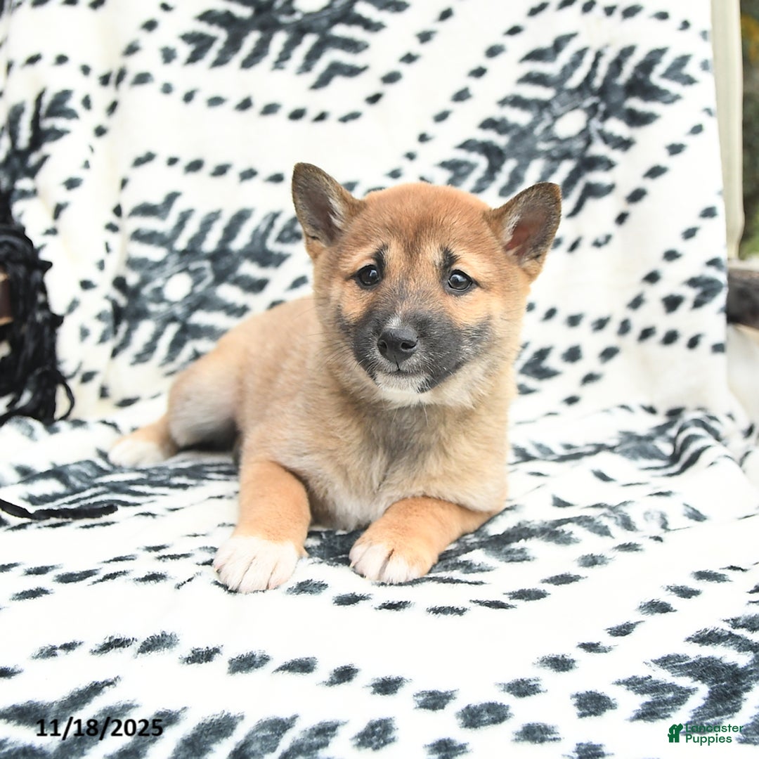 Shiba Inu dogs for sale: Nellie - Ad 3