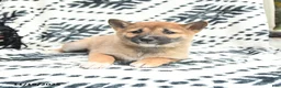 Shiba Inu dogs for sale: Nellie - Ad 3