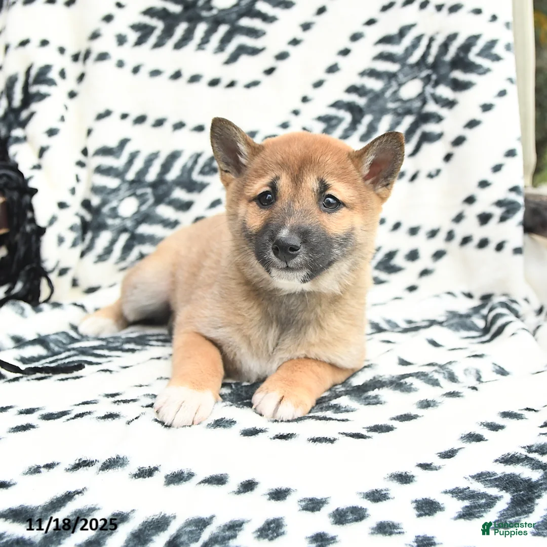 Shiba Inu dogs for sale: Nellie - Ad 3