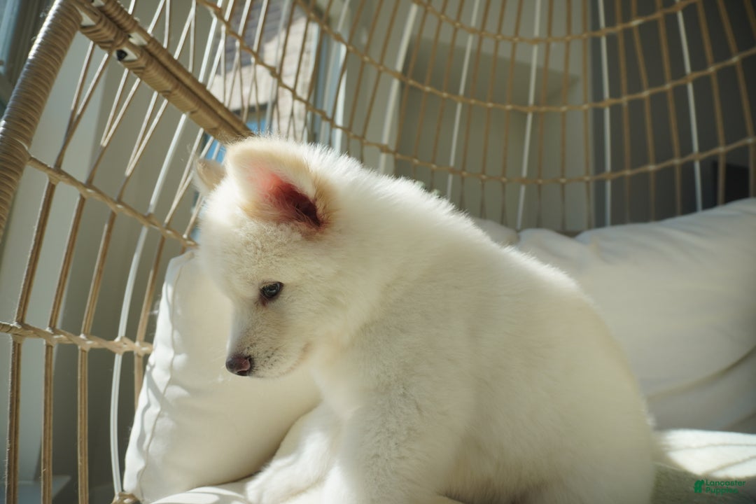 Alaskan Malamute dogs for sale: Nan Nan - Ad 8