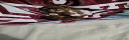 Shih Tzu dogs for sale: Boy - Ad 1