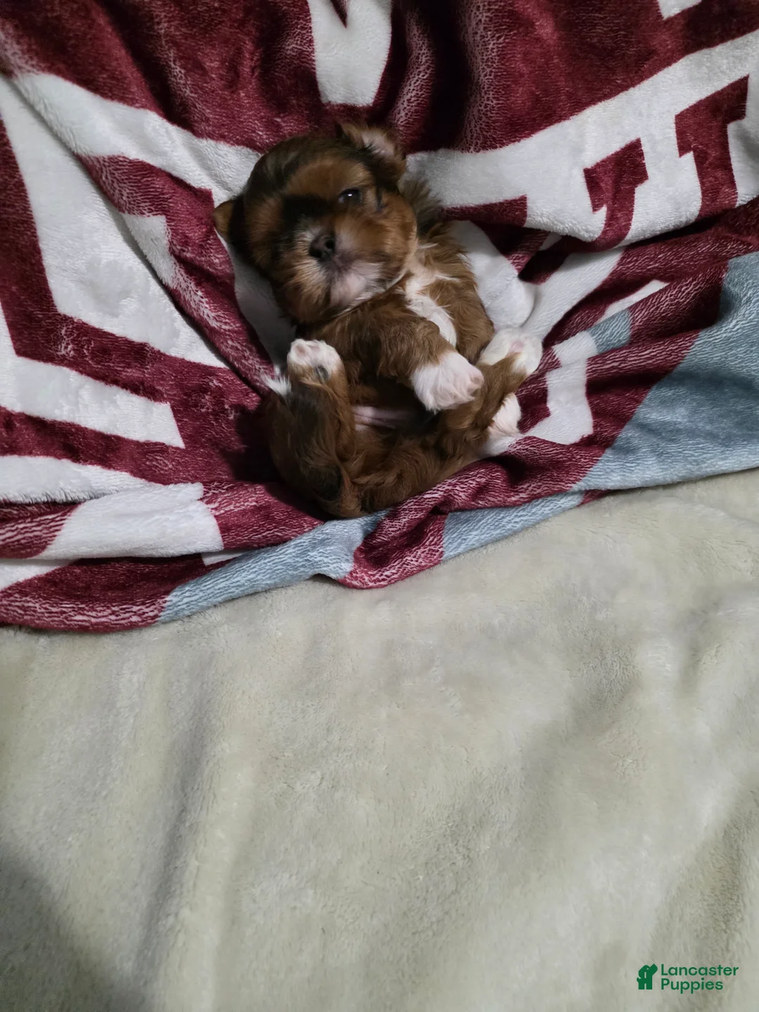 Shih Tzu dogs for sale: Boy - Ad 1