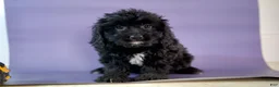Cavapoo dogs for sale: Flower  - Ad 3