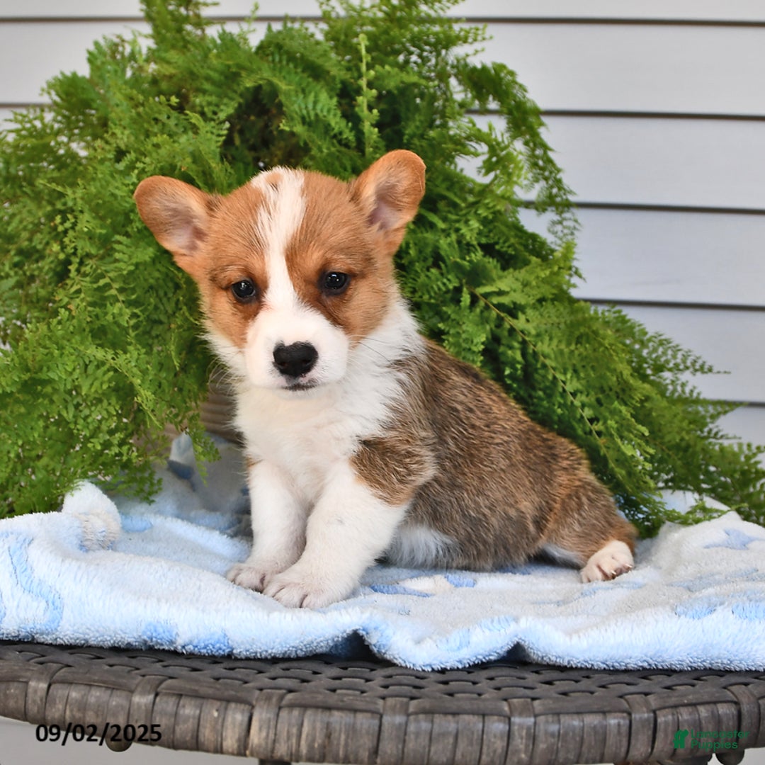 Welsh Corgi Pembroke dogs for sale: Nugget - Ad 17