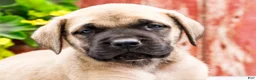 English Mastiff dogs for sale: Morris - Ad 5
