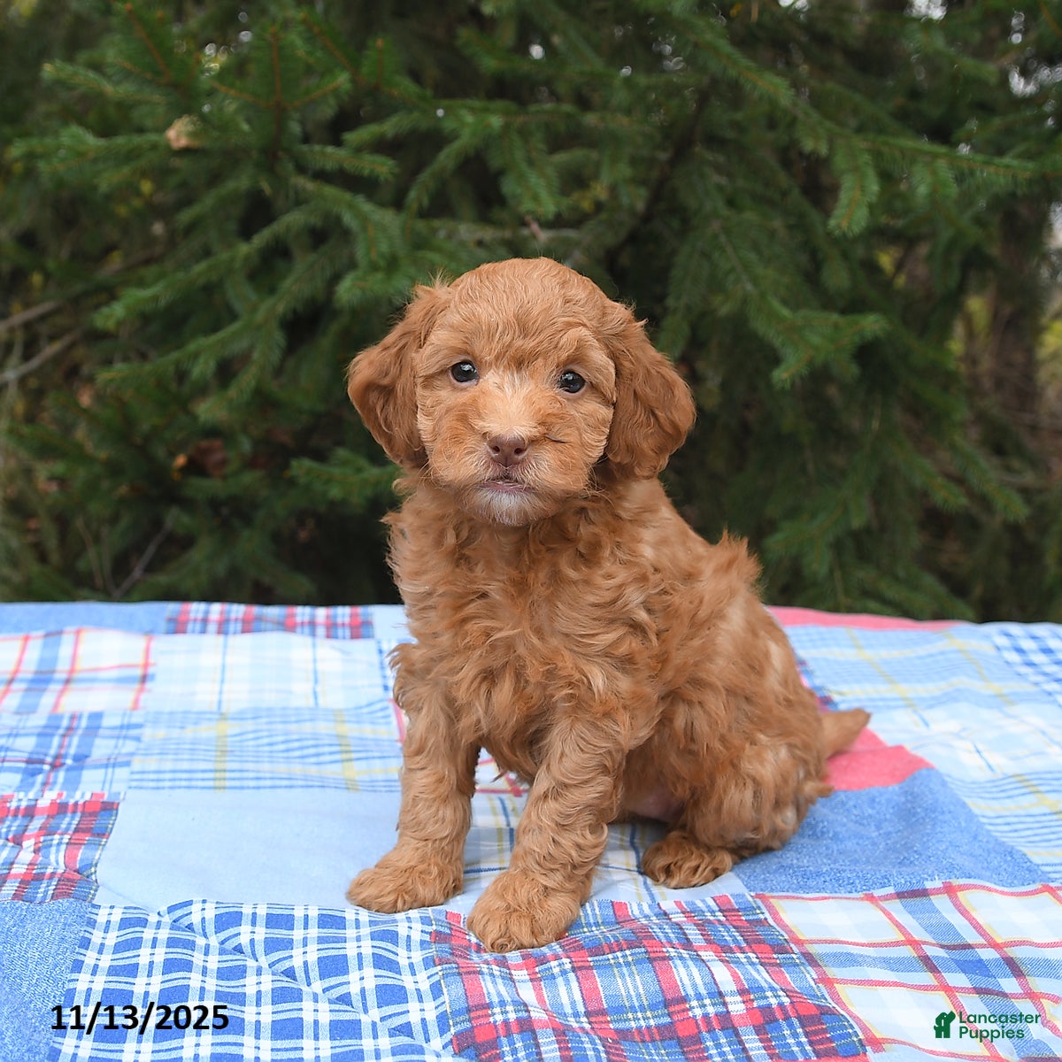 Mini Goldendoodle dogs Sierra - Ad 39