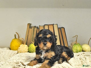 Cavapoo dogs - Ad 2