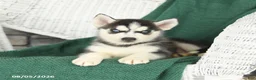Siberian Husky dogs for sale: Vermont - Ad 4