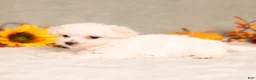 Bichon Frise dogs for sale: Queenlynn - Ad 4