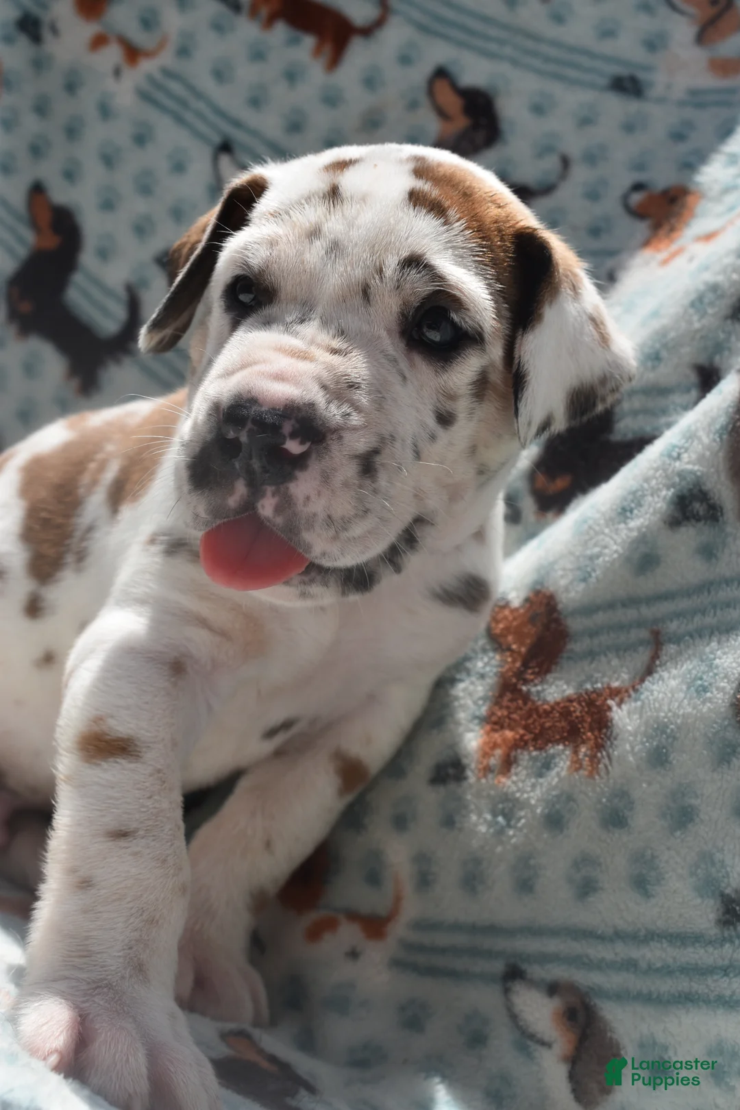 Great Dane dogs for sale: Great Dane  - Black Collar - Fawnequin - Ad 1