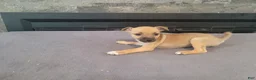 Jack Russell Terrier dogs for sale: Lady  - Ad 5