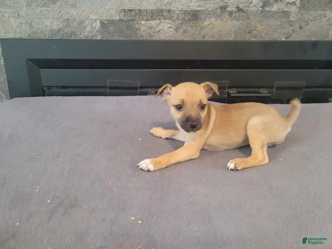 Jack Russell Terrier dogs for sale: Lady  - Ad 5