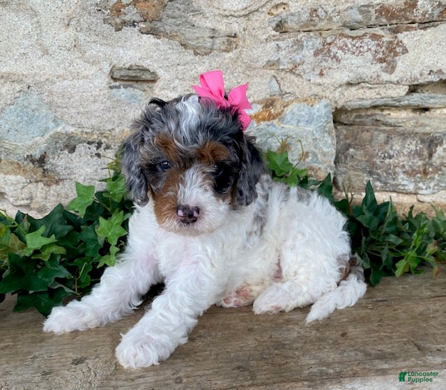Mini Bernedoodle dogs Jade - Ad 1