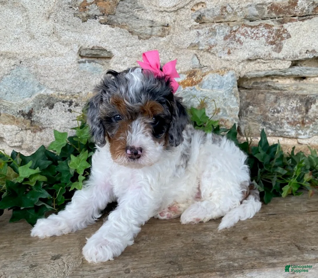 Mini Bernedoodle dogs for sale: Jade - Ad 1