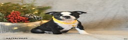Boston Terrier dogs for sale: Sugar - Ad 2