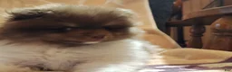 Pomeranian dogs for sale: Puddin - Ad 3