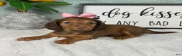 Miniature Dachshund dogs for sale: Danielle  - Ad 3