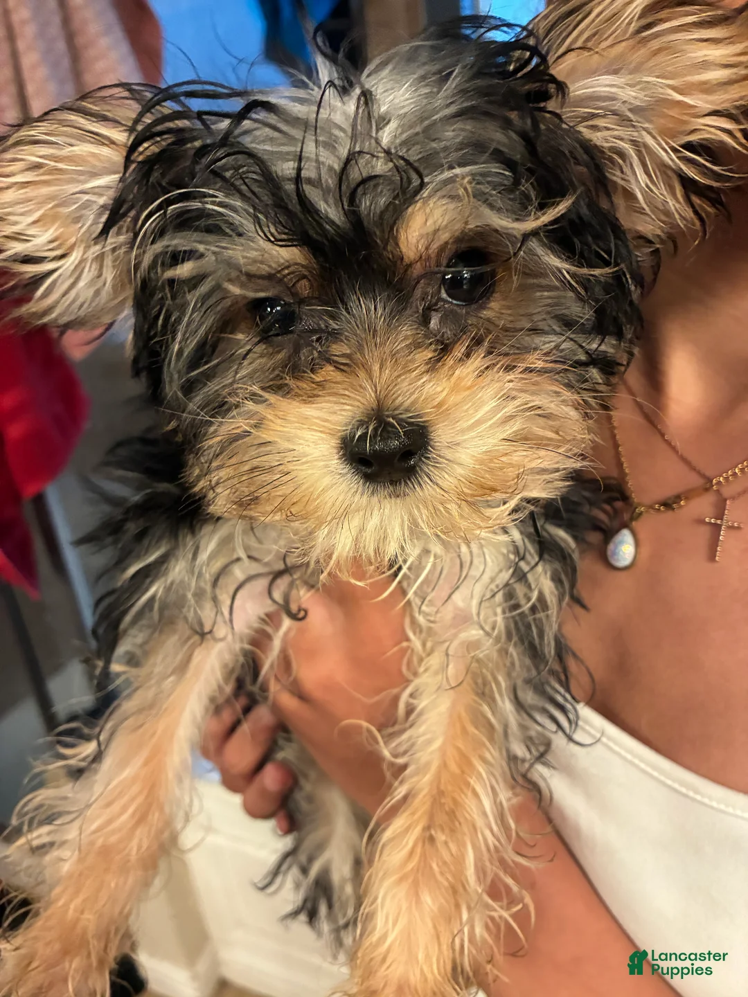 Yorkiepoo dogs for sale: Yorkiepoo Puppy 1 - Ad 2